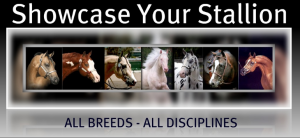 Promote your Stallion